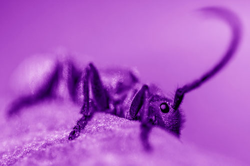 Milkweed Beetle Hiding Behind Leaf Petal (Purple Shade)