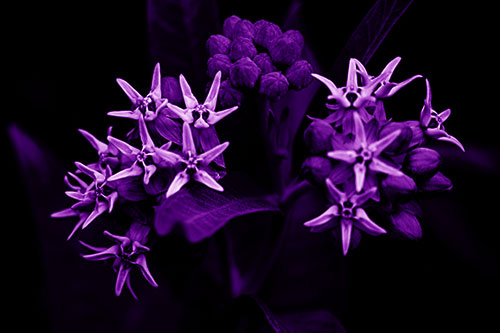 Milkweed Flower Buds Blossoming (Purple Shade Photo)