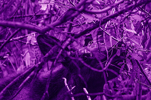 Moose Chewing Leaves Off Tree Branch (Purple Shade Photo)