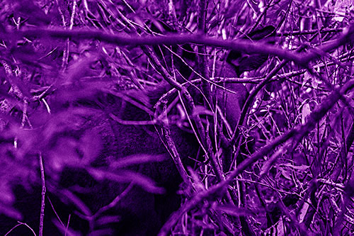 Moose Hidden Behind Tree Branches (Purple Shade Photo)