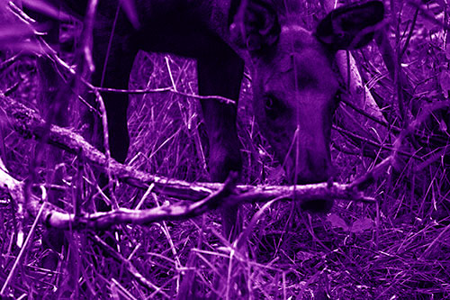 Moose Scouring Through Plants On Ground (Purple Shade Photo)