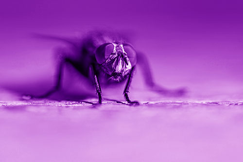 Morbid Open Mouthed Cluster Fly (Purple Shade Photo)