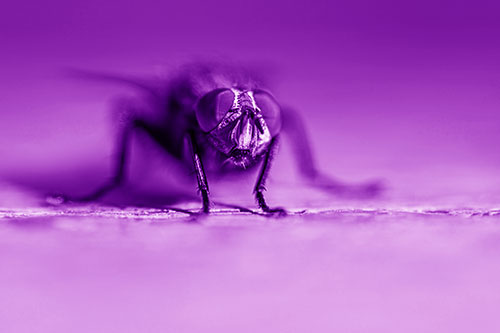 Morbid Open Mouthed Cluster Fly (Purple Shade)