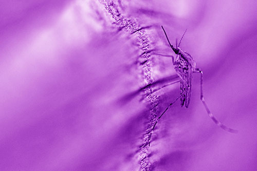 Mosquito Stretches Leg Among Wood (Purple Shade)
