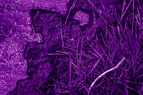 Mud Face Creeping Along Rock Edge (Purple Shade Photo)