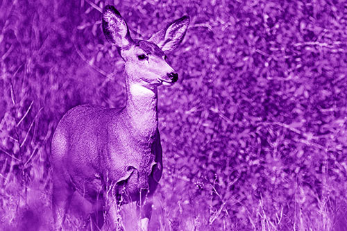Mule Deer Gazes Across Landscape Horizon (Purple Shade)