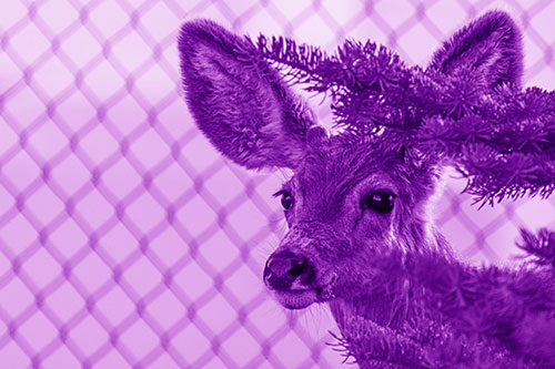 Mule Deer Peeking Head Around Pine Tree (Purple Shade Photo)