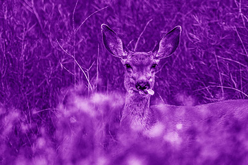 Mule Deer Sticking Tongue Out Sideways (Purple Shade)