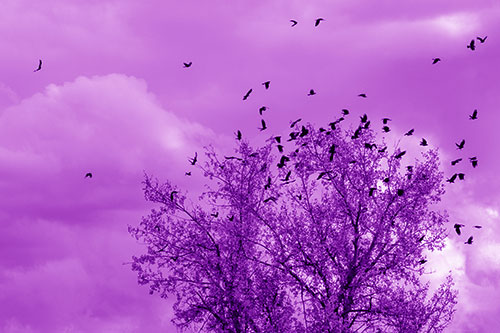 Murder Of Crows Swarm Autumn Tree (Purple Shade)