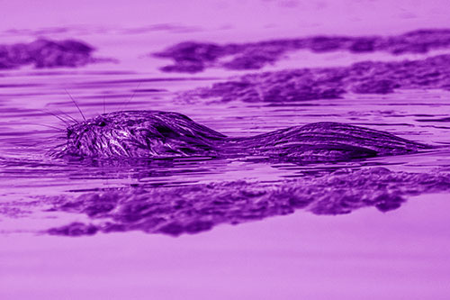 Muskrat Swimming Among Floating Algae (Purple Shade)