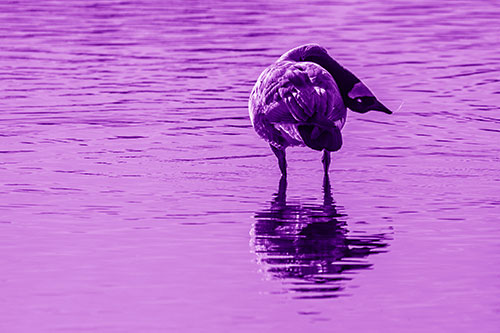 Neck Contorting Canadian Goose Grooming Among Shallow Water (Purple Shade)