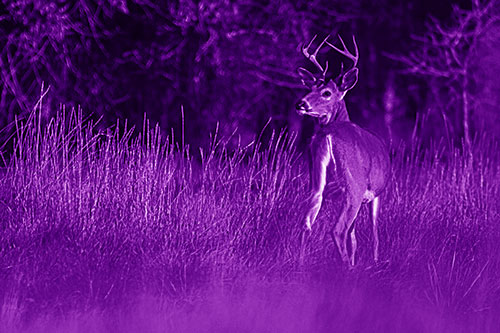 Neck Twisting White Tailed Deer Glancing Back Among Grass (Purple Shade)