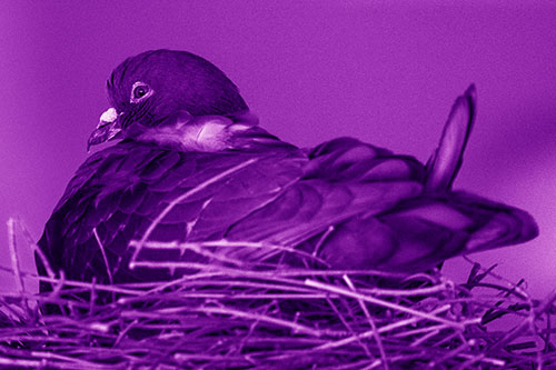 Nesting Pigeon Keeping Watch (Purple Shade Photo)