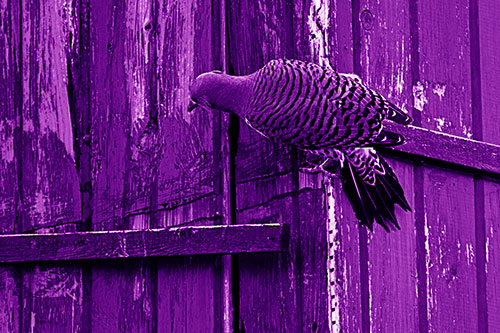 Northern Flicker Woodpecker Climbing Across Birdhouse (Purple Shade Photo)