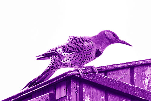 Northern Flicker Woodpecker Crouching Atop Birdhouse (Purple Shade Photo)