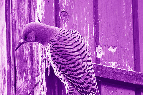 Northern Flicker Woodpecker Peeking Around Birdhouse (Purple Shade Photo)