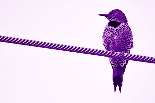 Northern Flicker Woodpecker Perched Atop Steel Wire (Purple Shade)