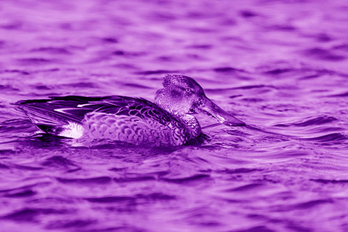 Northern Shoveler Duck Enjoying Lake Swim (Purple Shade Photo)