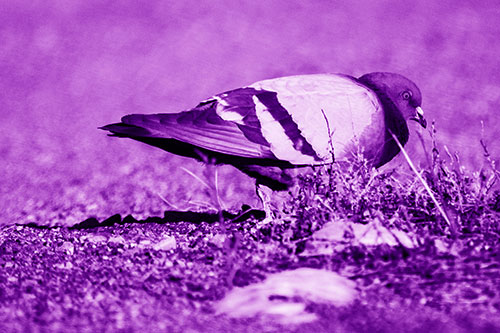 Observant Pigeon Scouring Among Dead Plants (Purple Shade)
