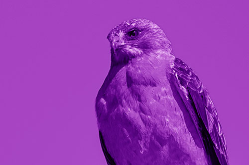 Observant Rough Legged Hawk Watching Intensely (Purple Shade)