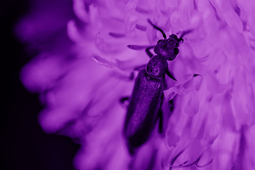 Oedemera Beetle Feasting Among Dandelion (Purple Shade)