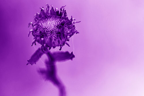 Open Armed Gumplant Embraces Sunlight (Purple Shade Photo)