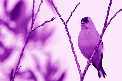 Open Mouthed American Goldfinch Standing On Tree Branch (Purple Shade Photo)