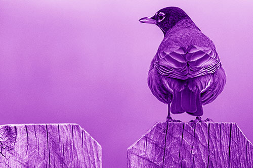 Open Mouthed American Robin Looking Sideways Atop Wooden Fence (Purple Shade Photo)