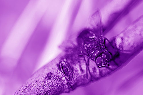 Open Mouthed Blow Fly Looking Above (Purple Shade Photo)