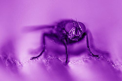 Open Mouthed Cluster Fly Shocked With Fear (Purple Shade)