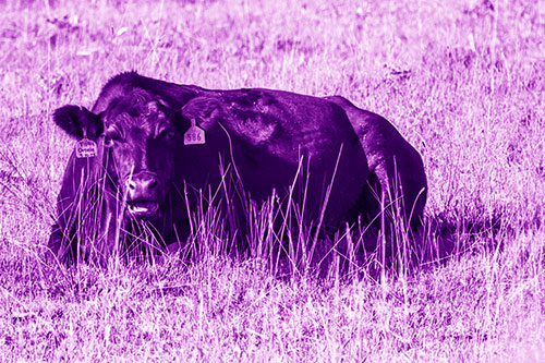 Open Mouthed Cow Resting On Grass (Purple Shade Photo)