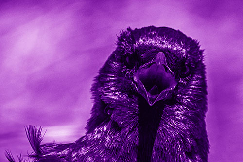 Open Mouthed Crow Screaming Among Wind (Purple Shade Photo)