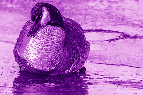 Open Mouthed Goose Laying Atop Ice Frozen River (Purple Shade Photo)