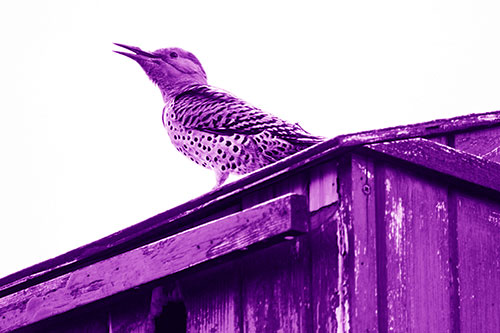 Open Mouthed Northern Flicker Woodpecker (Purple Shade Photo)