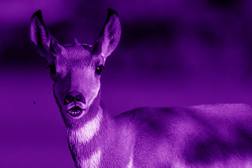 Open Mouthed Pronghorn Gazes In Shock (Purple Shade Photo)