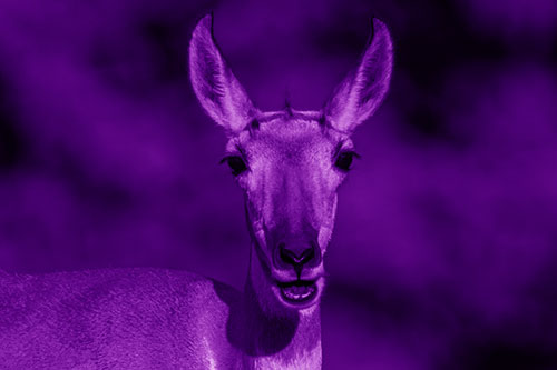 Open Mouthed Pronghorn Spots Intruder (Purple Shade Photo)