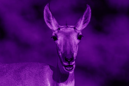 Open Mouthed Pronghorn Spots Intruder (Purple Shade)