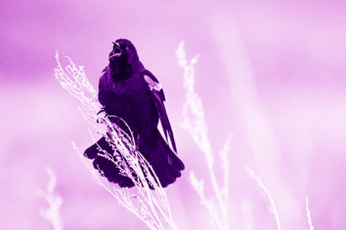 Open Mouthed Red Winged Blackbird Chirping Aggressively (Purple Shade Photo)