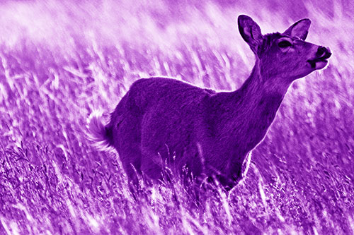Open Mouthed White Tailed Deer Among Wheatgrass (Purple Shade Photo)