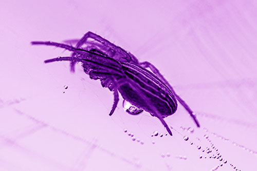 Orb Weaver Spider Rests Atop Dewdrop Web (Purple Shade Photo)