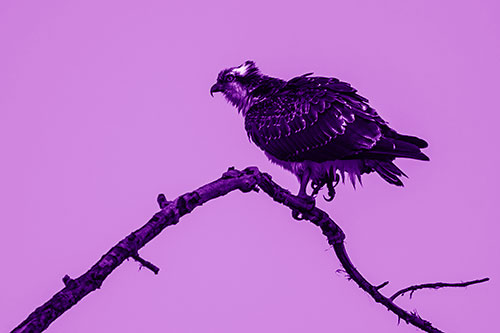 Osprey Hawk Balancing Among Bending Tree Branch (Purple Shade)