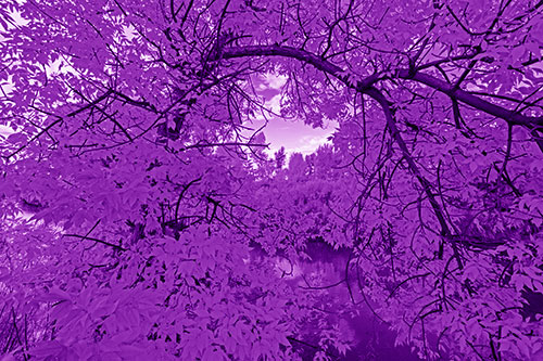 Overlooking River Through Bending Leaf Covered Autumn Tree Branch (Purple Shade)