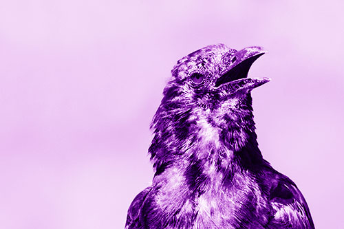 Panting Open Mouthed Crow Cooling Down Among Heat (Purple Shade)