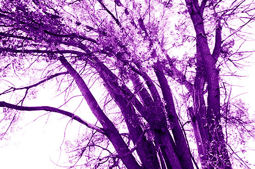 Partially Dead Fall Tree Trunks (Purple Shade Photo)