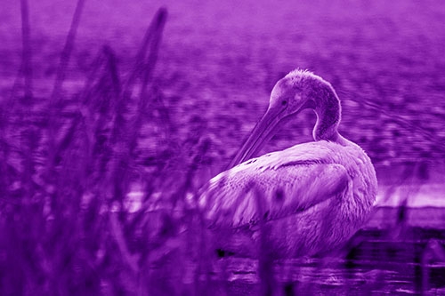 Pelican Grooming Beyond Water Reed Grass (Purple Shade Photo)
