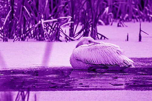 Pelican Resting Atop Ice Frozen Lake (Purple Shade Photo)