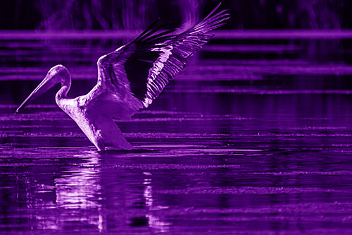 Pelican Takes Flight Off Lake Water (Purple Shade Photo)