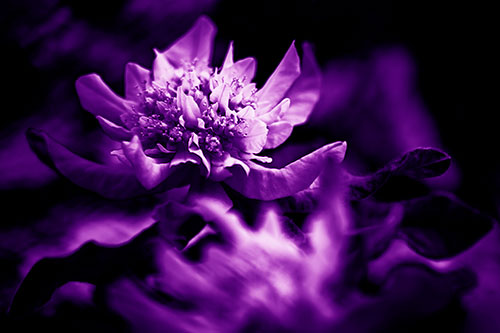 Peony Flower In Motion (Purple Shade Photo)