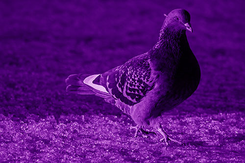 Pigeon Crosses Shadow Covered River Ice (Purple Shade Photo)