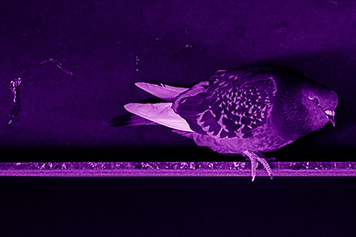 Pigeon Crouching On Steel Beam (Purple Shade Photo)